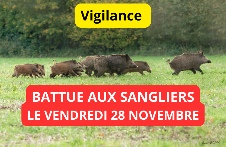 Battue aux sangliers