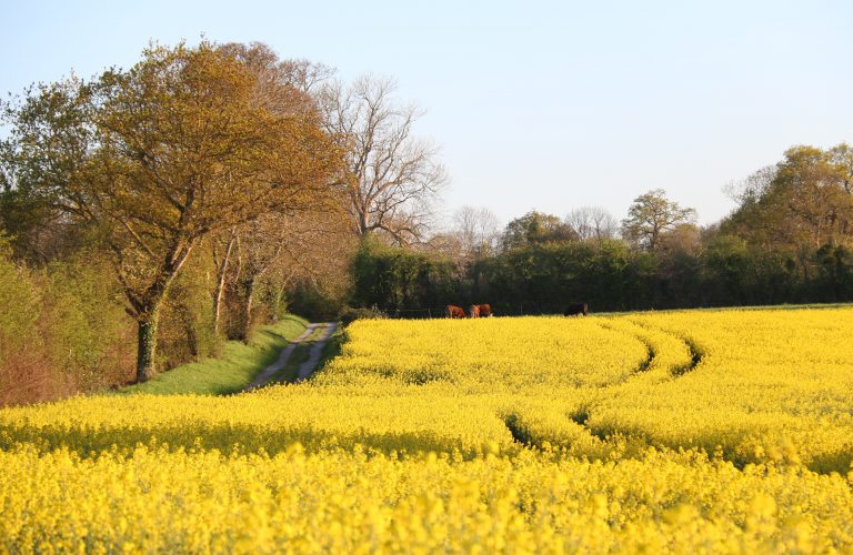 projet universitaire biodiversité écotones