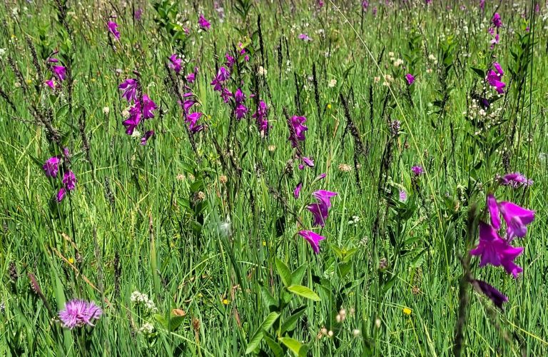 Arrêté Préfectoral conservatoire du littoral baie de l&rsquo;orne